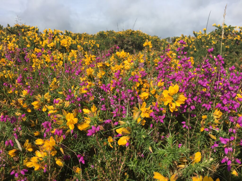 Vibrantly coloured Furze plant